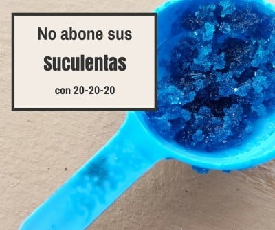 3 Consejos para conservar vivas tus suculentas 3 Consejos para conservar vivas tus suculentas