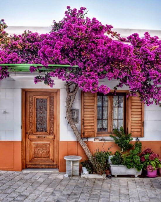 Cómo cuidar de las Trinitarias