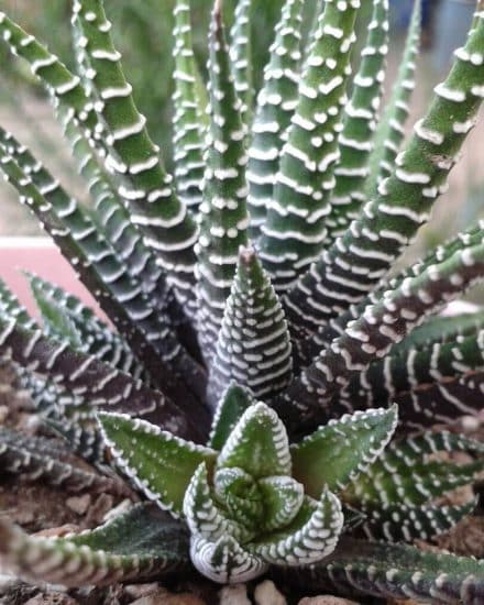 Planta cebra