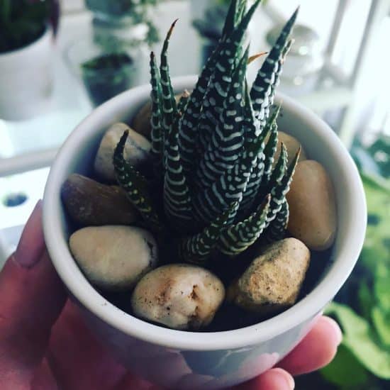 Haworthia attenuata Suculenta cebra
