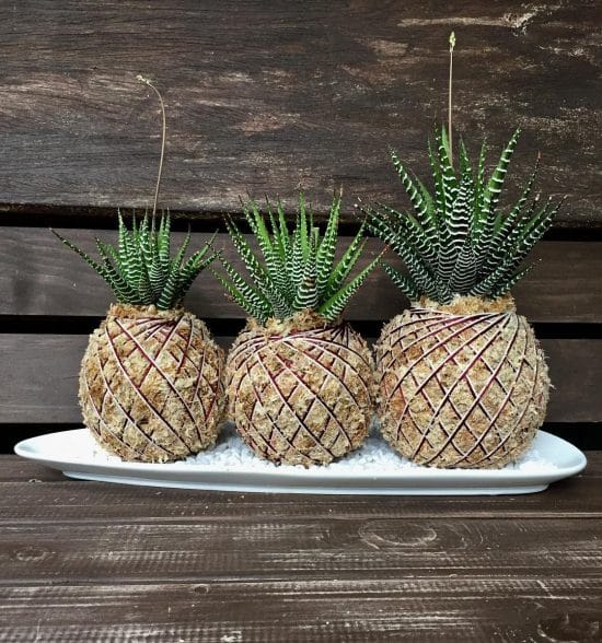 Kokedama de Suculenta cebra consejos para decorar con la planta cebra