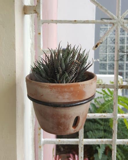 Haworthia attenuata en maceta de barro. Suculenta cebra
