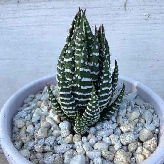 Usa piedritas blancas con tu planta cebra. Planta cebra