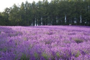 Paseo por campo de lavanda Fotos de campos de lavanda