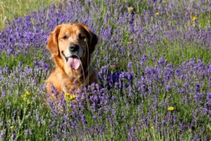 Perro en campo de lavanda Campos de Lavanda