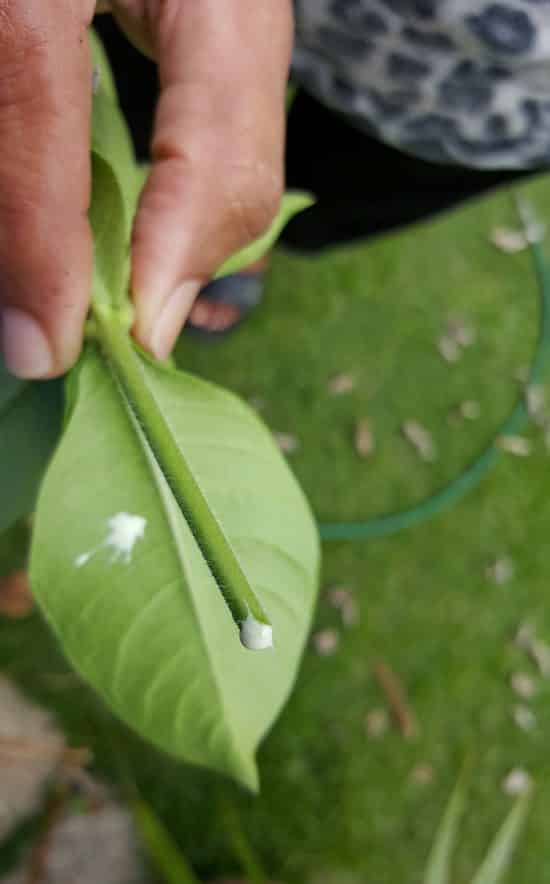 Canario – Allamanda Usos y cuidados