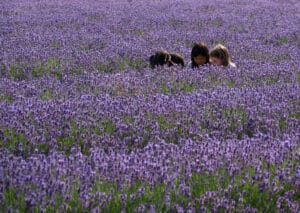 Niños jugando en campo de lavanda Fotos de campos de lavanda