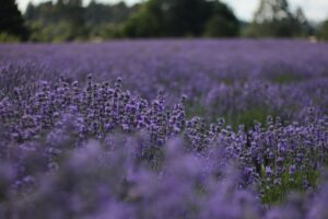 Fotos de campos de lavanda Fotos de campos de lavanda