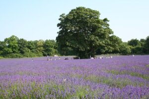Actividad en campo de lavanda Campos de Lavanda