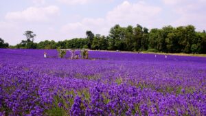 plantas-campos-de-lavanda Fotos de campos de lavanda