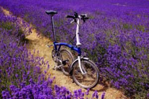 Bicicleta en campo de lavanda Fotos de campos de lavanda