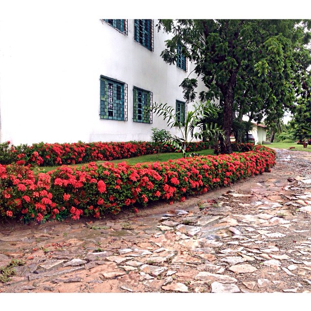 Cruz de Malta - Ixora Cruz de Malta