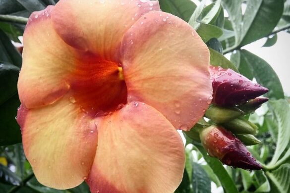 Allamanda cathartica ‘peaches and cream’ Allamanda cathartica ‘peaches and cream’