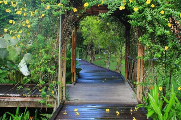 Fotos de Allamanda. Planta canario en pérgola