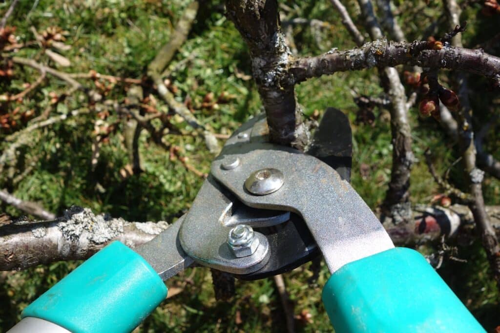 4 tareas que debemos hacer en nuestro jardín cuando llega la primavera 4 tareas que debemos hacer en nuestro jardín cuando llega la primavera