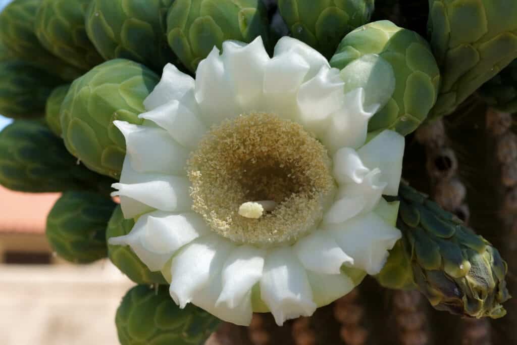 Flores de cactus