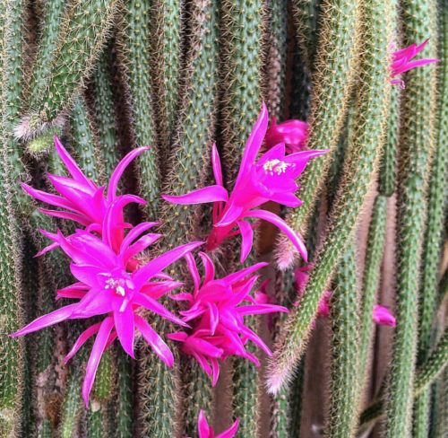 Cactus cola de rata