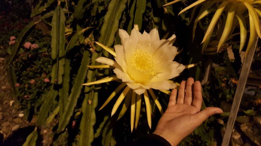 Flores de cactus