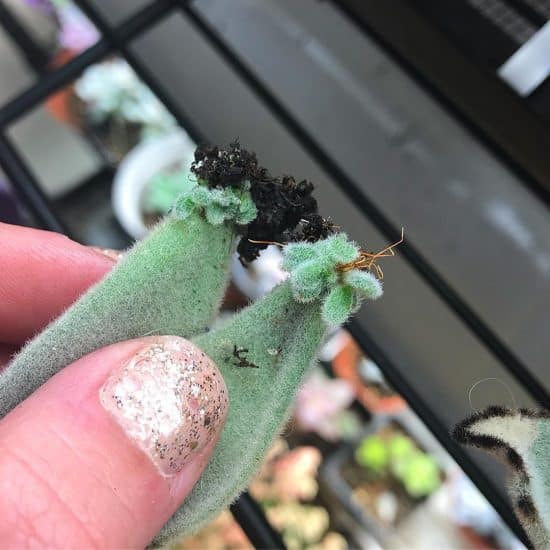 Cómo propagar la planta Panda (2) Cómo propagar la planta Panda