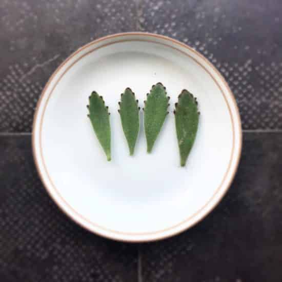 Cómo propagar la planta Panda Cómo propagar la planta Panda