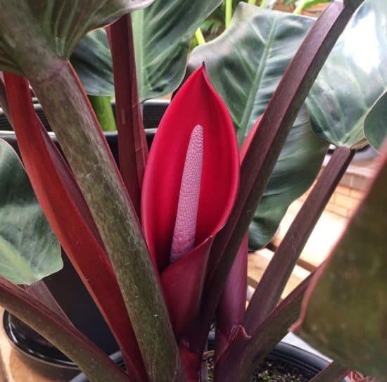 El misterio del Philodendron Congo Rojo: secretos de cuidado y aplicaciones en el jardín