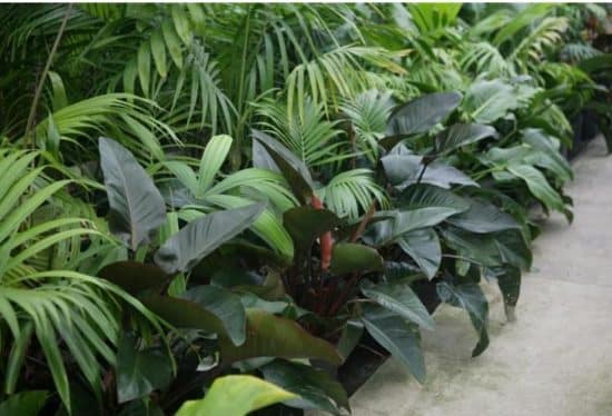Philodendron Congo Rojo - Usos en el jardín y cuidados