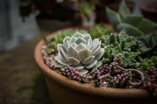 Plantas ornamentales