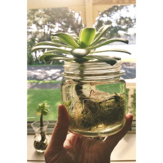 Cómo propagar tus suculentas en agua