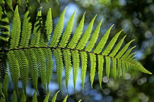 Plantas ornamentales