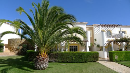 Plantas ornamentales