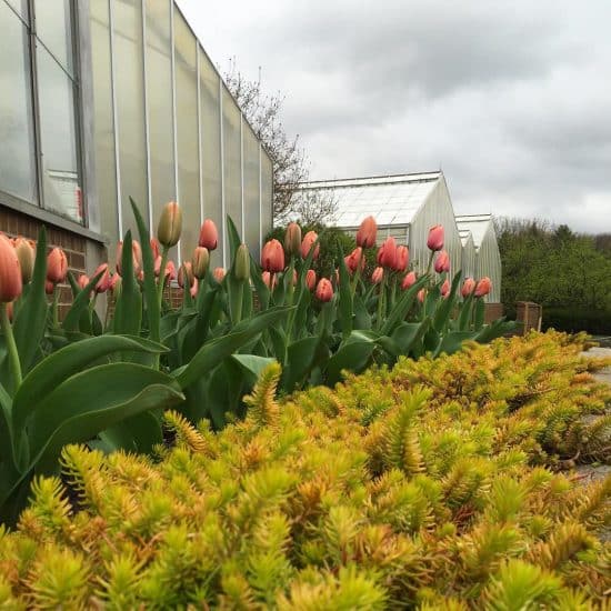 Sedum Angelina en combinación con tulipanes