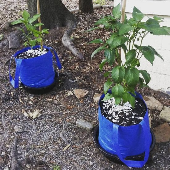 Cómo usar las bolsas para cultivo de plantas