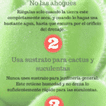 3-Consejos-para-conservar-vivas-tus-suculentas