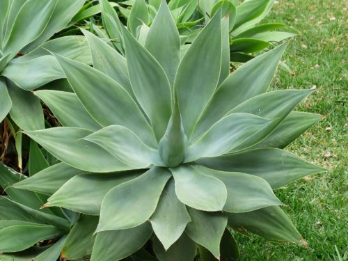 Plantas que no sabías que son suculentas