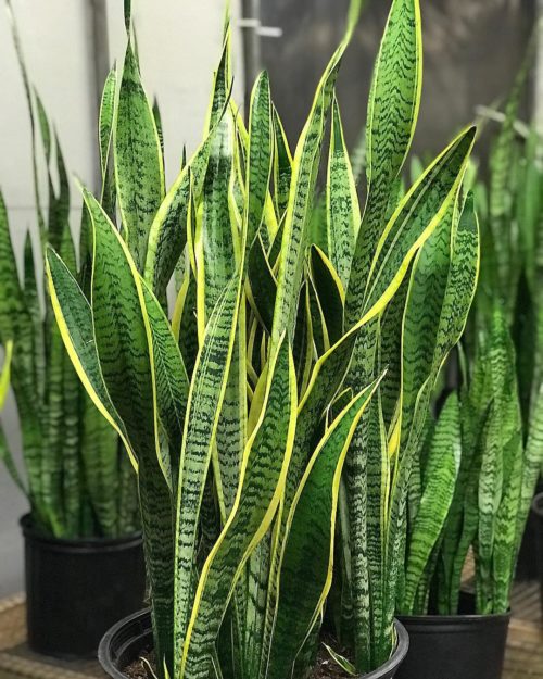 plantas que no sabías que son suculentas