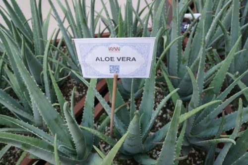 Plantas que no sabías que son suculentas. Aloe vera