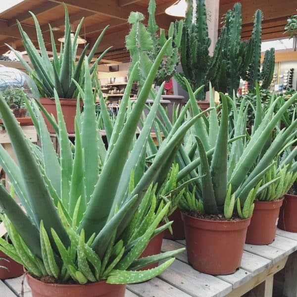 Cómo cuidar el aloe vera Cómo cuidar el aloe vera