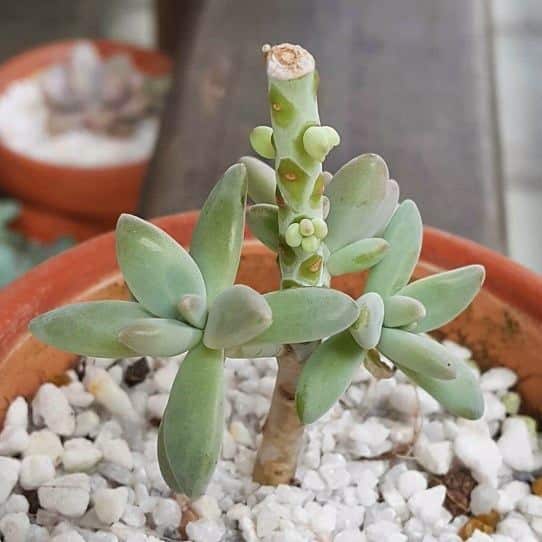 Cómo decapitar las suculentas