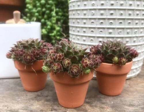 Sempervivum - Guía de cuidados - Succulent Avenue