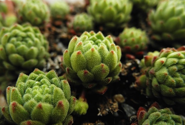 Sempervivum - Cuidados