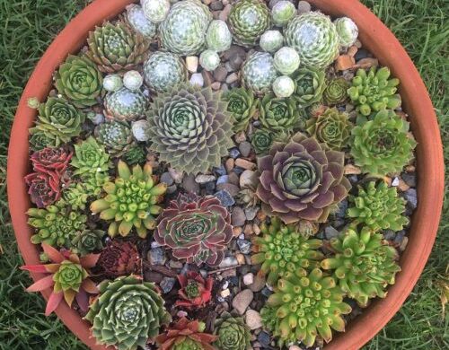 Sempervivum - Guía de cuidados - Succulent Avenue