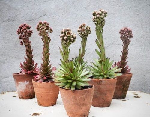 Sempervivum – Guía de cuidados Sempervivum - Guía de cuidados