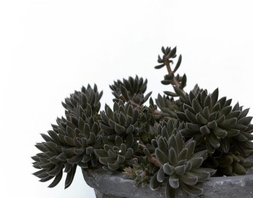Suculentas negras Sinocrassula yunnanesis (2) Suculentas negras que necesitas en tu colección