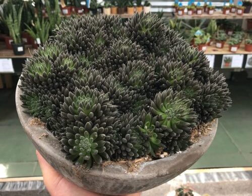 Suculentas negras Sinocrassula yunnanesis (3) Suculentas negras que necesitas en tu colección
