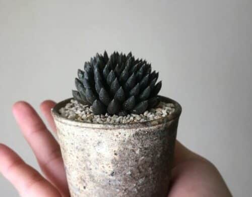 Suculentas negras Sinocrassula yunnanesis Suculentas negras que necesitas en tu colección
