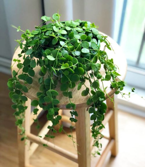 Dischidia nummularia – Guía de cuidados Dischidia nummularia - Guía de cuidados