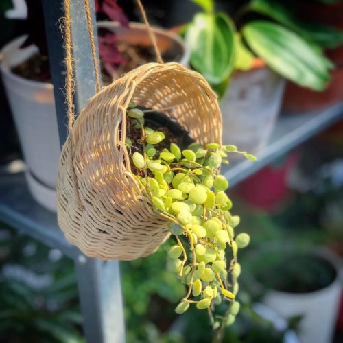 Dischidia nummularia – Guía de cuidados Dischidia nummularia - Guía de cuidados