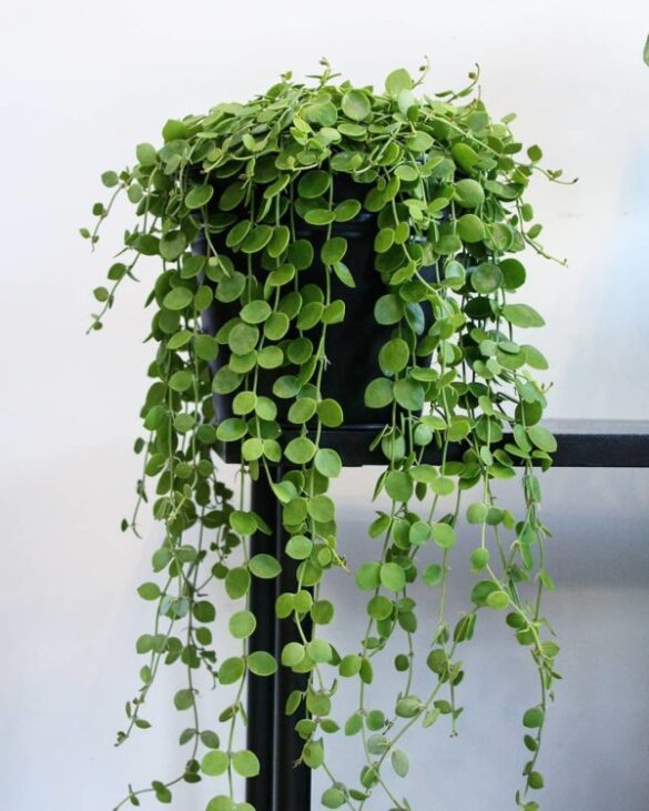 Dischidia nummularia – Guía de cuidados Dischidia nummularia - Guía de cuidados