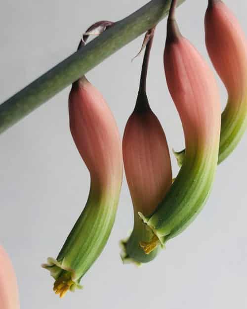 Gasteria - Guía completa de cuidados