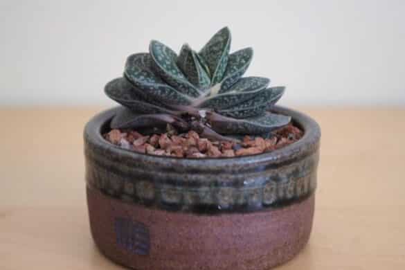 Gasteria – Guía completa de cuidados Gasteria - Guía completa de cuidados